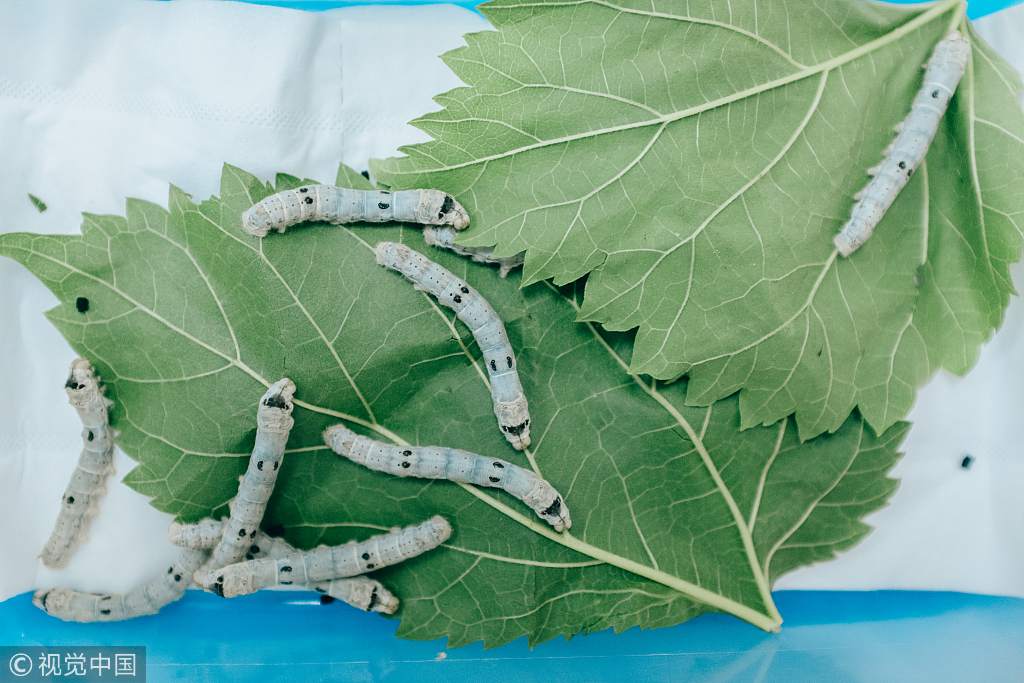 تولید و پرورش کرم ابریشم آموزشگاه معراج اندیشه شهرستان مهاباد پاییز 1404