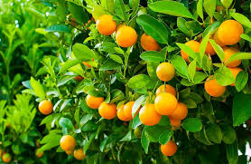 درختان گرمسیری و نیمه گرمسیری (مرکبات مرکز سرپل ذهاب پاییز 1404)