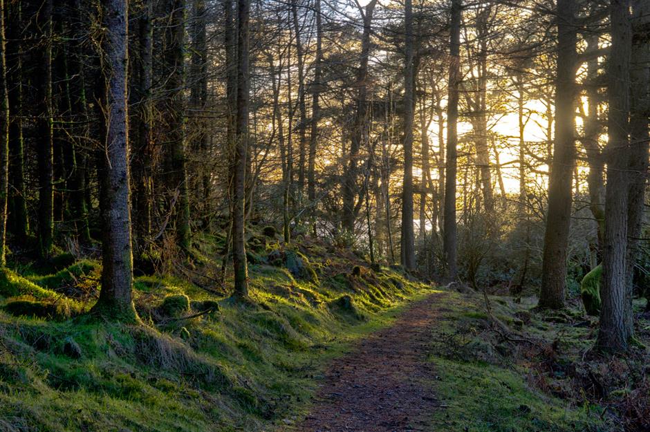 تولیدنهال و جنگل کاری شهرستان نقده زمستان 1404