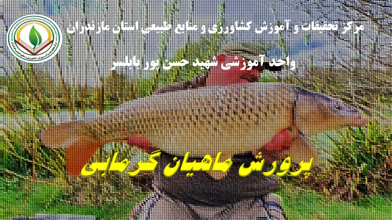 م. پرورش ماهیان گرمابی آمل-پائیز 04