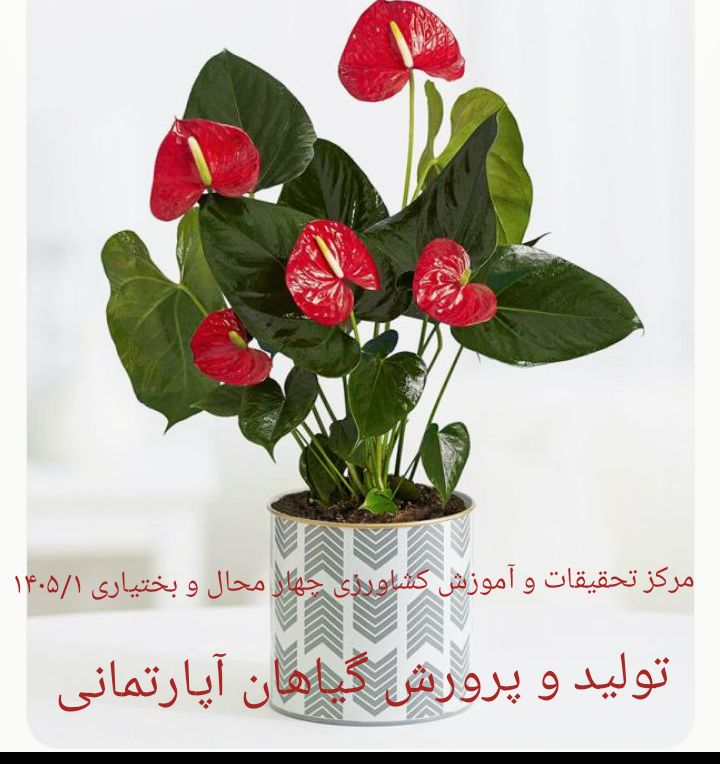 تولید و پرورش گیاهان آپارتمانی - شهرکرد 1405/1