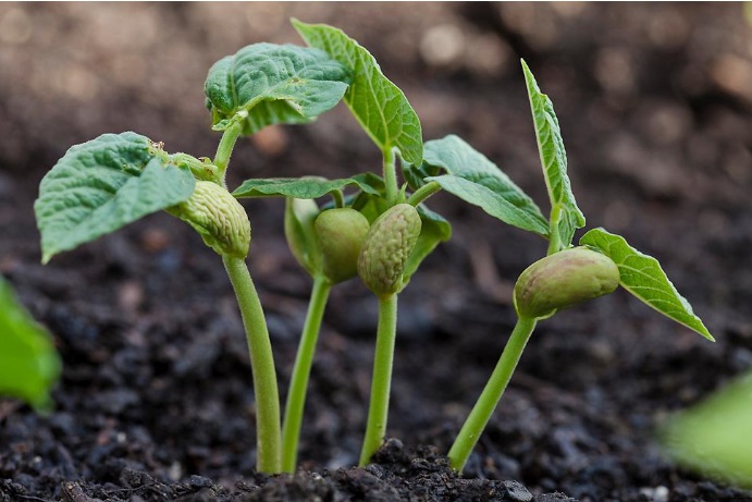 کشت لوبیا زمستان 1404 قزوین