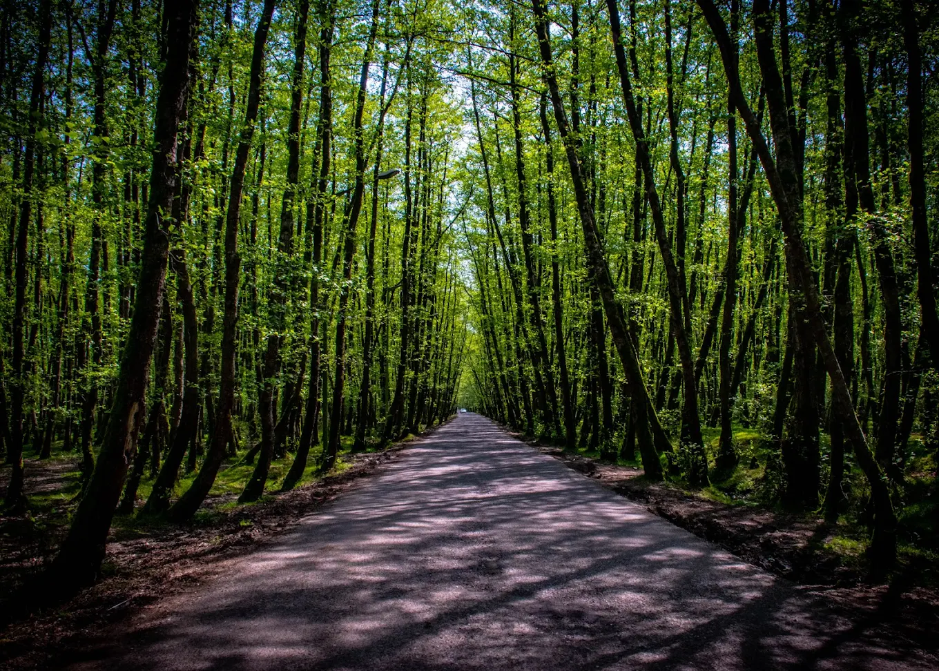 جنگل کاری آذربایجان شرقی