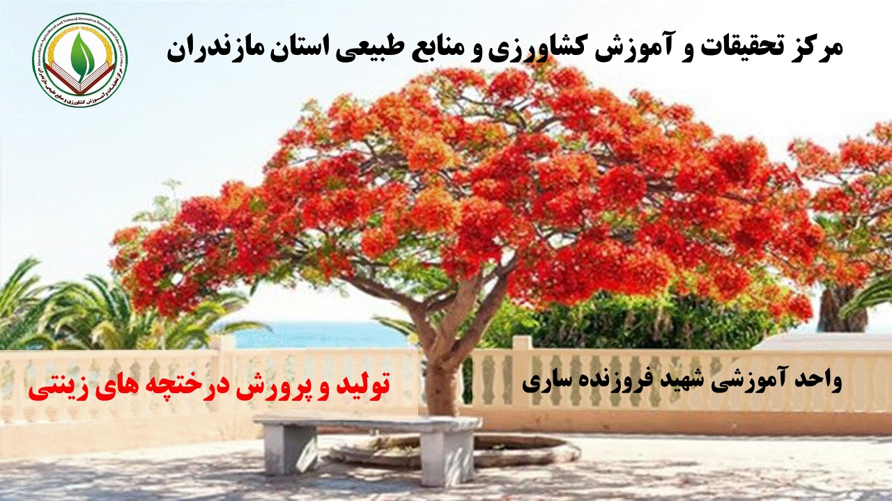 درختچه های زینتی-فروزنده-بهار 1405