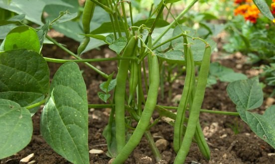 کشت لوبیاایلام-پاییز 1404