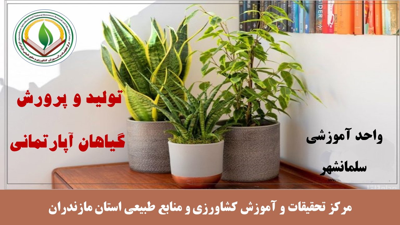 م - گیاهان آپارتمانی - سلمانشهر بهار 1405(زینتی)