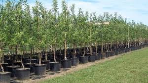 تولید نهال وجنگل کاری خرم آباد پاییز چ 002