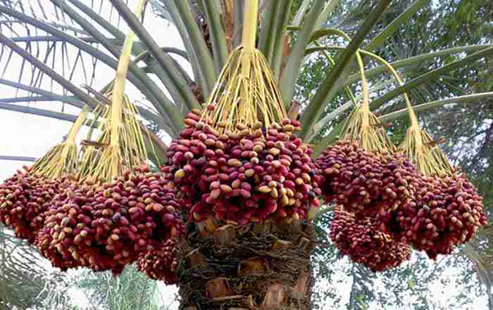 درختان گرمسیری و نیمه گرمسیری (خرما مرکز سرپل ذهاب پاییز 1404)