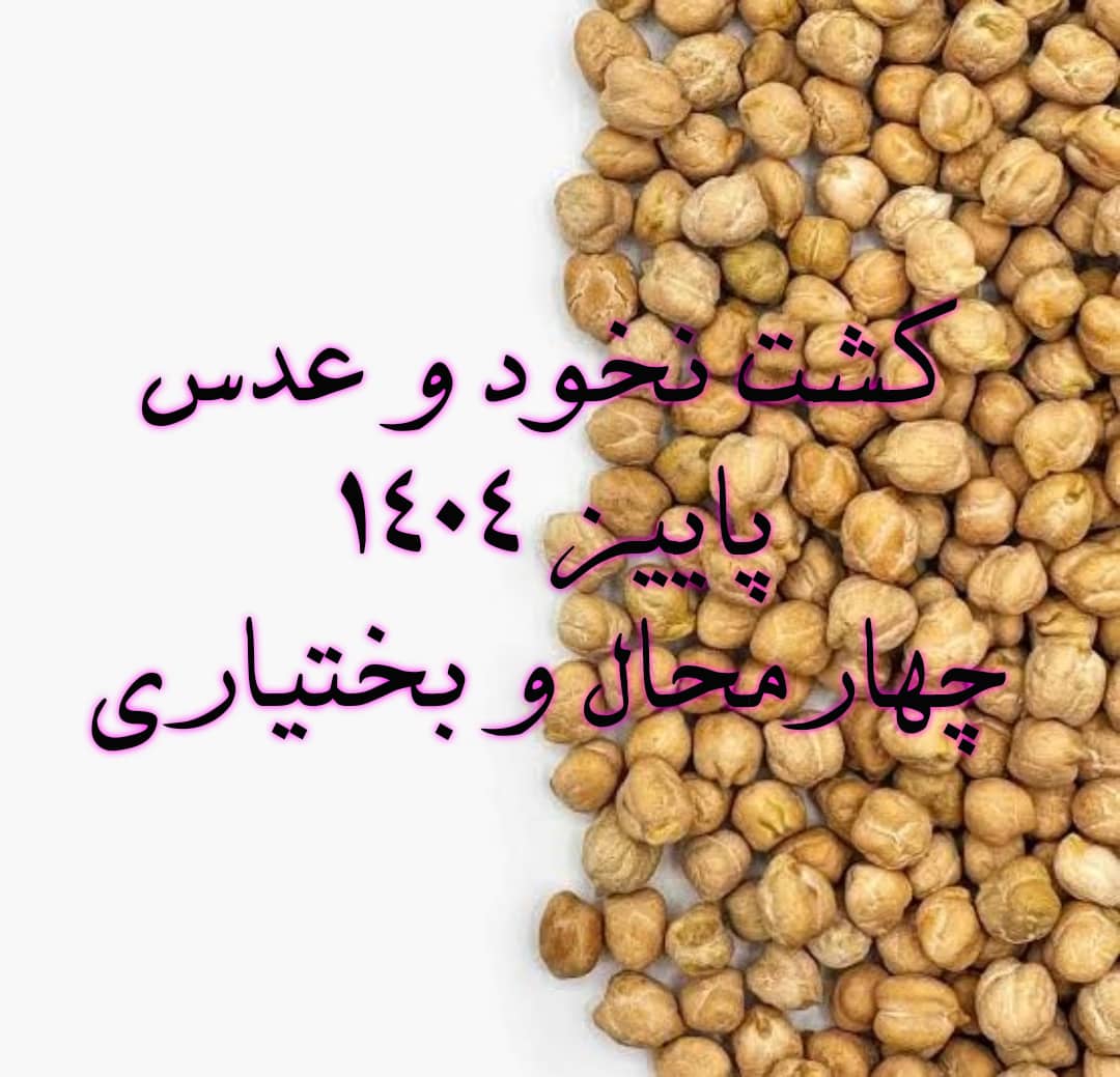 کشت نخود و عدس-شهرکرد1404/3