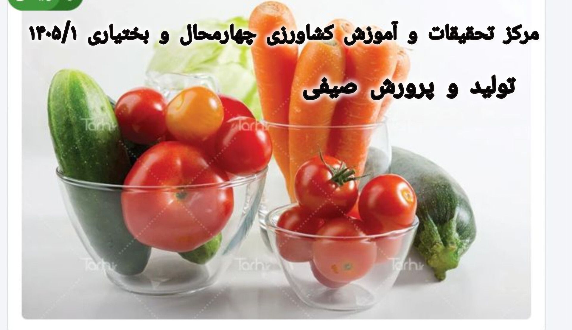 تولید و پرورش صیفی-شهرکرد1405/1