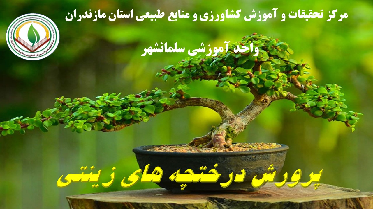 م - د رختچه زینتی ( فضای سبز ) سلمانشهر بهار 1405