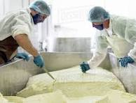 تولید پنیر قم-زمستان 1404