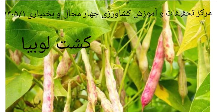 کشت لوبیا-شهرکرد1405/1