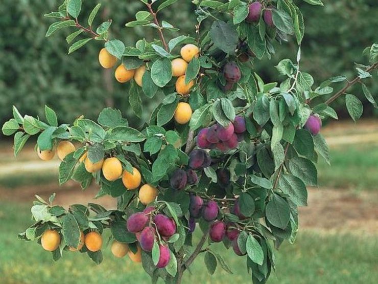 امور باغی- گیاهان زینتی و فضای سبز/ استاندارد تولید و پرورش درختان میوه