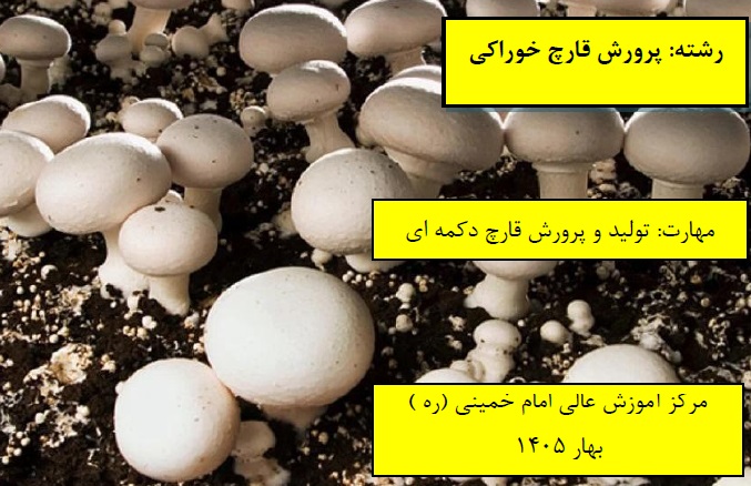 تولید و پرورش قارچ دکمه ای مرکز امام خمینی(ره) بهار 1405