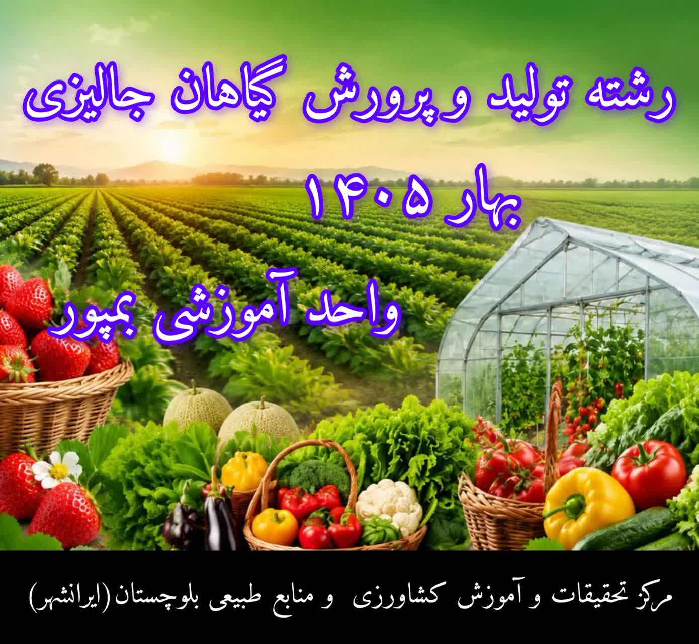 تولیدو پرورش صیفی بهار 1405 واحد بمپور