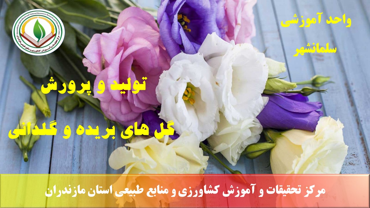 م - گلهای شاخه بریده ( زینتی ) رامسر بهار 1405