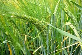 کشت گندم و جو ایلام- پاییز1404