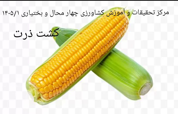 کشت ذرت-شهرکرد 1405/1