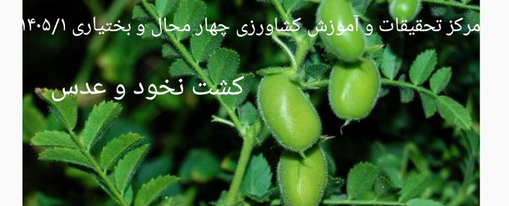 کشت نخود و عدس-شهرکرد1405/1